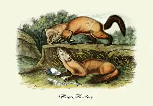 Pine Prints: Pine Marten