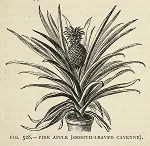 Pineapple