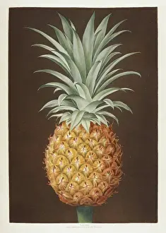 Pineapple Prints: Pineapple