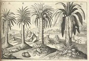 Pineapple Prints: Pineapple trees. A man lighting a fire