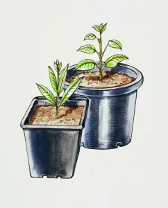 Cultivated Prints: Plastic pots