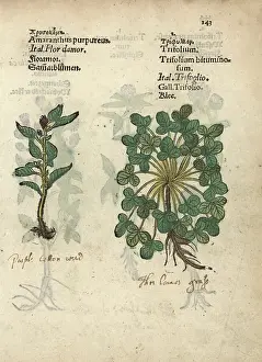 Plumed cockscomb, Celosia argentea, and clover, Trifolium species. Handcoloured woodblock engraving of a botanical illustration from Adam Lonicer's Krauterbuch, or Herbal, Frankfurt, 1557