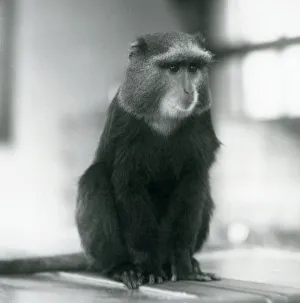 Wild Animal Prints: A Pluto Monkey, or Blue Monkey, sitting on a bench, London Zoo, 1927 (b / w photo)