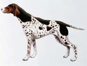 Spotted Prints: Pointer or English Pointer (Canis lupus), Canidae, drawing