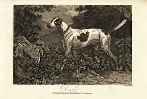 Portrait of Colonel Thorntons pointer Dash