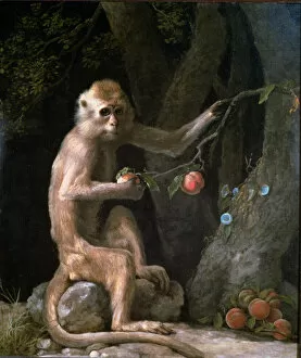 Portrait of a Monkey dated 1774