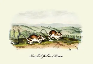 1850s Prints: Pouched Jerboa Mouse