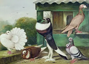 John Buckler Prints: Pouter Pigeons