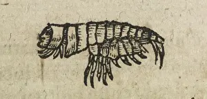 Crustacean Prints: A prawn