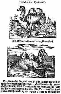 Hebrew Prints: Pre-binomial classification of species