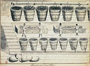 Heap Prints: Processing cycle for extracting sugar from beet, watercolor, Portugal, 19th century