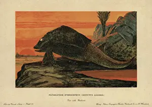 Emile Andre Schefer Prints: Pterichthyode, genus of placoderm fish from the Devonian period