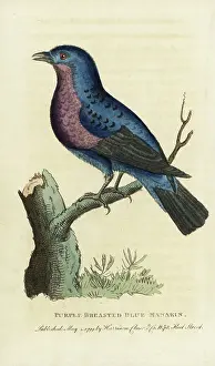 Banded Prints: Purple-breasted cotinga, Cotinga cotinga