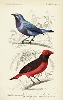 Cotinga Prints: Purple-breasted cotinga, Cotinga cotinga