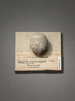 Pygaulus macropygus (Echinodermes), Natural History Museum of Marseille