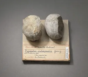 Pygaulus subaequalis (Echinodermes), Natural History Museum of Marseille