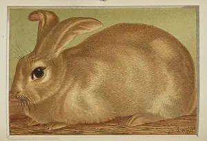 Leporid Prints: A rabbit