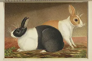 Rabbit Prints: Two rabbits