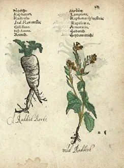 Radish Prints: Radish, Raphanus raphanistrum subsp