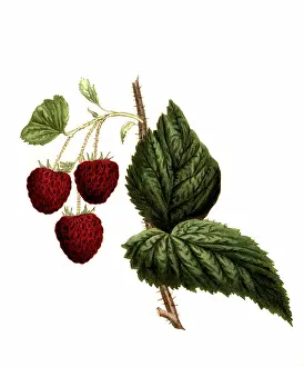 Architecture - Italy - Photograph Prints: Raspberry of the Cushing raspberry variety, digitally restored reproduction, 19th century