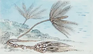 Reconstruction of crinoid, Echinoderms, Of which fossils have been found, Drawing (photo)
