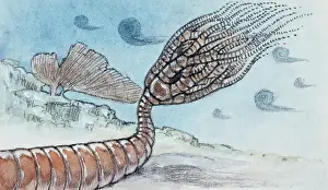 Reconstruction of crinoid, Echinoderms, also found as fossil, Drawing (photo)