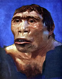 Reconstruction Prints: Reconstruction of Java Man (Pithecanthropus erectus) based on skull cap