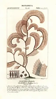 Stanghi Prints: Red algae, Claudea elegans