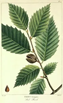 Beech Prints: Red Beech