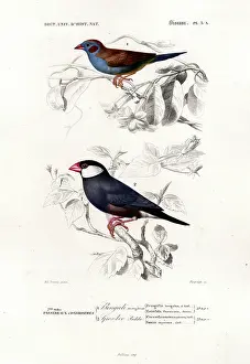 Henry Taunt Prints: Red-cheeked Cordonbleu and Java Sparrow (print)
