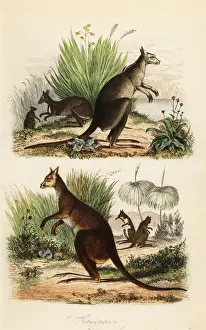 Red kangaroo, Macropus rufus (bottom), eastern grey kangaroo, Macropus giganteus (top right), and dusky wallaby, Thylogale brunii (top left)