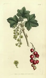 Redcurrant, Ribes rubrum. Handcoloured copperplate engraving after a drawing by James Sowerby for James Smith's English Botany, 1804