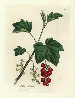 Juice Prints: Redcurrant tree, Ribes rubrum