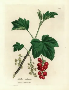 Juice Prints: Redcurrant tree, Ribes rubrum