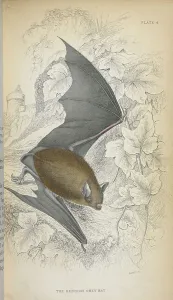 Bats Prints: The reddish grey bat