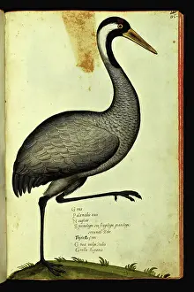 Representation of a common crane. Illustrated chart of a manuscript of Natural History by Ulisse Aldrovandi (1522-1605) on animals, Ulisse Aldrovandi fonds, University Library of Bologna, ed. 1603