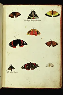 Papillon Prints: Representation of different types of butterflies