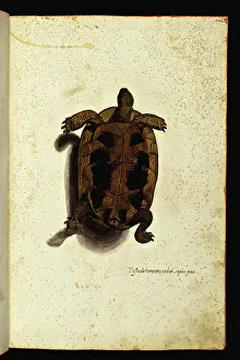 Representation of an earth turtle turned over the shell. Illustrated chart of a manuscript of Natural History by Ulisse Aldrovandi (1522-1605) on animals, Ulisse Aldrovandi fonds, University Library of Bologna, ed. 1603