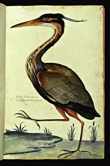 Representation of a heron. Illustrated chart of a manuscript of Natural History by Ulisse Aldrovandi (1522-1605) on animals, Ulisse Aldrovandi fonds, University Library of Bologna, ed. 1603
