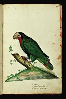 Manuscrit Prints: Representation of a parrot