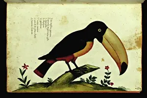 Toucan Prints: Representation of a toucan