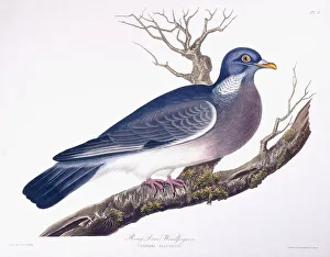 Ring Dove Woodpigeon (Columba Palumbus), 1835 (hand-coloured engraving) Ring Dove Woodpigeon (Columba Palumbus), 1835 (hand-coloured engraving)