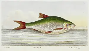 Fins Prints: The Roach