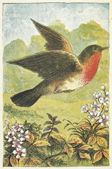 The Seasons Prints: A robin in flight