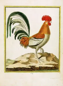 Vittorio Boron Prints: Rooster (print)