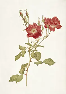 Alfred Parsons Prints: Rose: Bourbon