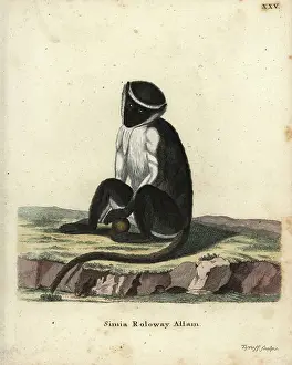 1775 Prints: Roway monkey, Cercopithecus roloway