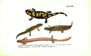 Salamander Prints: Salamanders and Newts in Various Developmental Forms, 1850 (lithography)