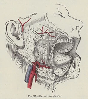 The salivary glands (engraving)