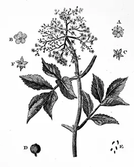 Fernando Alberto Prints: A sample of Elder
